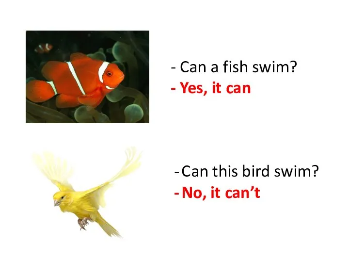 - Can a fish swim? - Yes, it can Can this bird swim? No, it can’t