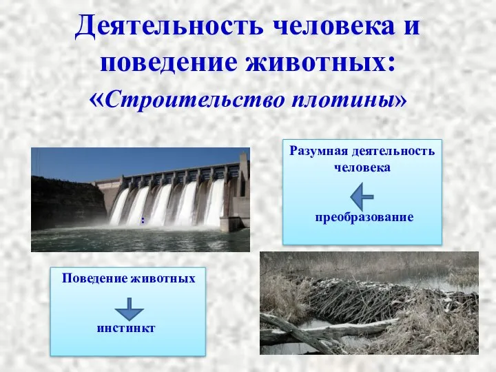 Деятельность человека и поведение животных: «Строительство плотины» Разумная деятельность человека преобразование : Поведение животных инстинкт