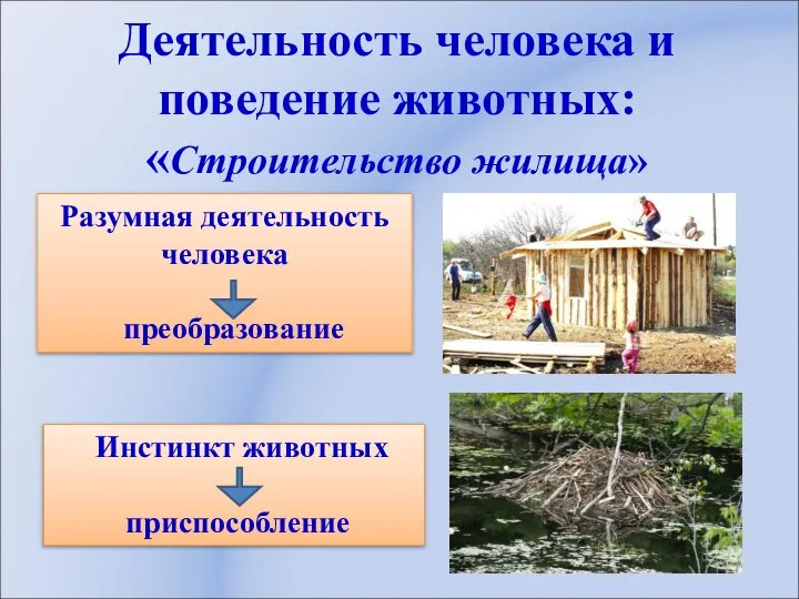 Деятельность человека и поведение животных: «Строительство жилища» Разумная деятельность человека преобразование Инстинкт животных приспособление