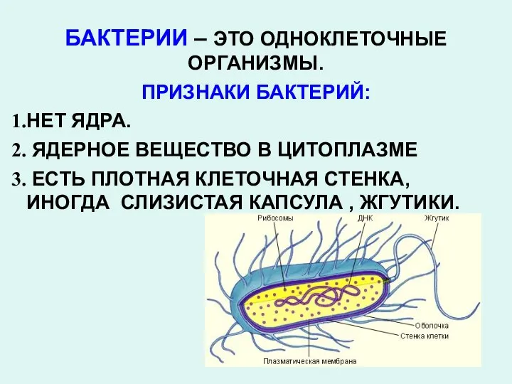 БАКТЕРИИ – ЭТО ОДНОКЛЕТОЧНЫЕ ОРГАНИЗМЫ. ПРИЗНАКИ БАКТЕРИЙ: НЕТ ЯДРА. ЯДЕРНОЕ ВЕЩЕСТВО В