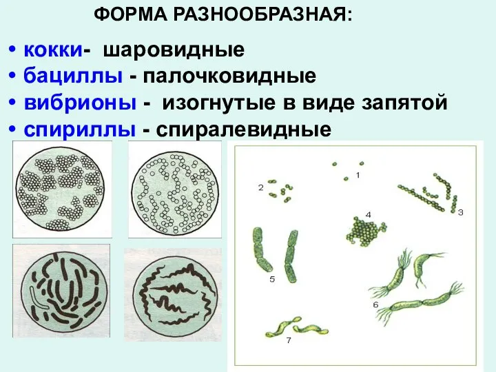 кокки- шаровидные бациллы - палочковидные вибрионы - изогнутые в виде запятой спириллы - спиралевидные ФОРМА РАЗНООБРАЗНАЯ: