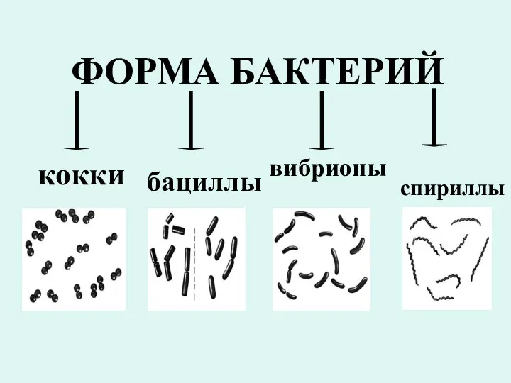 ФОРМА БАКТЕРИЙ кокки бациллы вибрионы спириллы