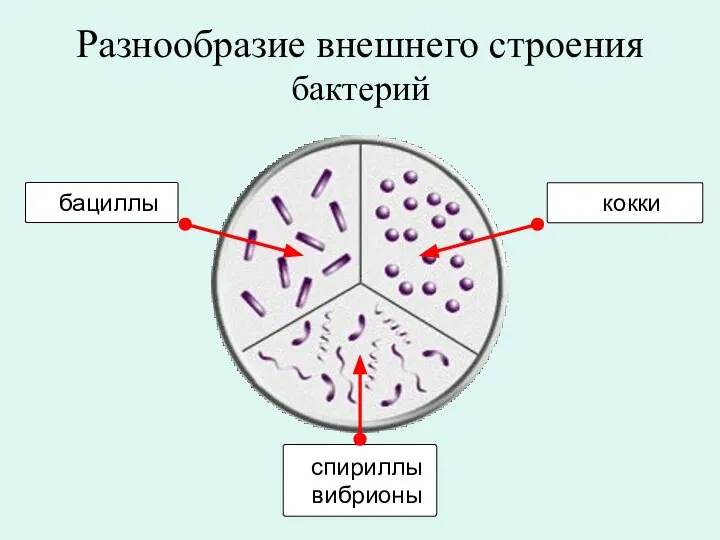 бактерий Разнообразие внешнего строения