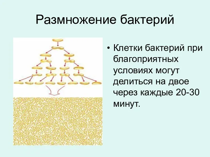 Размножение бактерий Клетки бактерий при благоприятных условиях могут делиться на двое через каждые 20-30 минут.