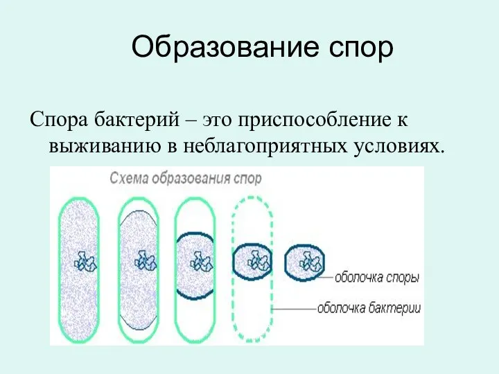 Образование спор Спора бактерий – это приспособление к выживанию в неблагоприятных условиях.