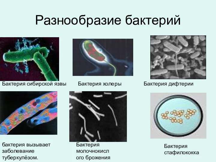 Разнообразие бактерий Бактерия сибирской язвы бактерия вызывает заболевание туберкулёзом. Бактерия холеры Бактерия