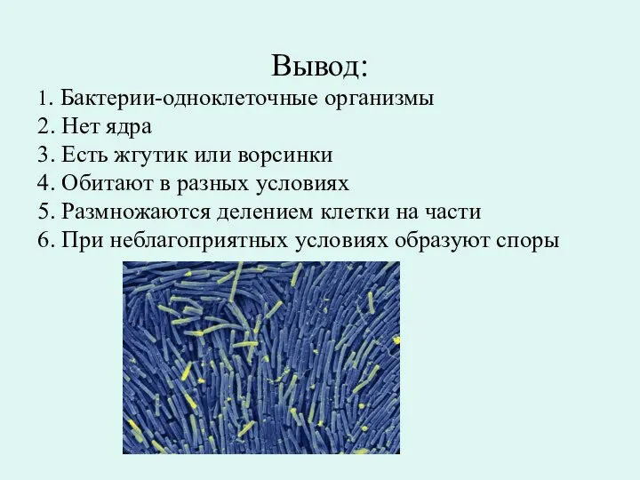 Вывод: 1. Бактерии-одноклеточные организмы 2. Нет ядра 3. Есть жгутик или ворсинки