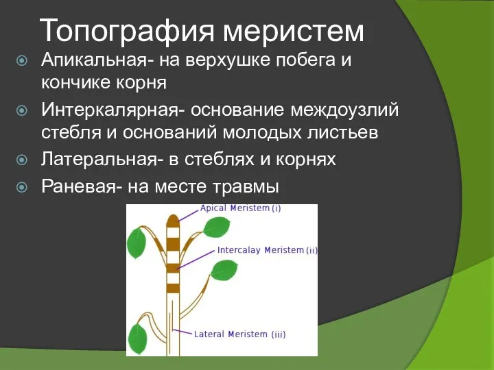 Топография меристем Апикальная- на верхушке побега и кончике корня Интеркалярная- основание междоузлий