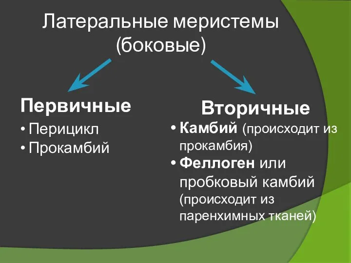 Латеральные меристемы (боковые) Первичные Вторичные Перицикл Прокамбий Камбий (происходит из прокамбия) Феллоген