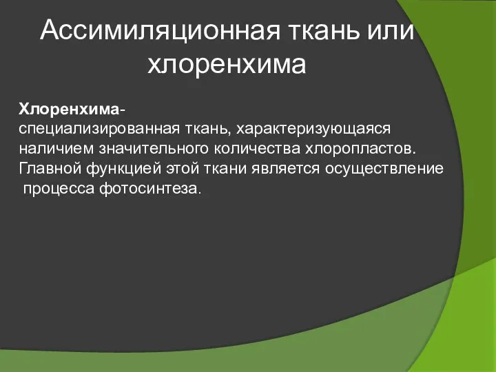 Ассимиляционная ткань или хлоренхима Хлоренхима-специализированная ткань, характеризующаяся наличием значительного количества хлоропластов. Главной