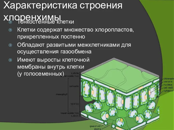 Характеристика строения хлоренхимы Тонкостенные клетки Клетки содержат множество хлоропластов, прикрепленных постенно Обладают