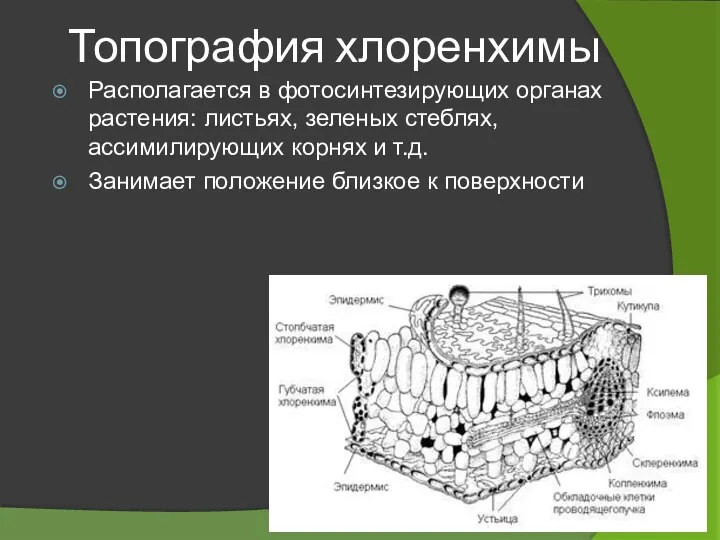 Топография хлоренхимы Располагается в фотосинтезирующих органах растения: листьях, зеленых стеблях, ассимилирующих корнях