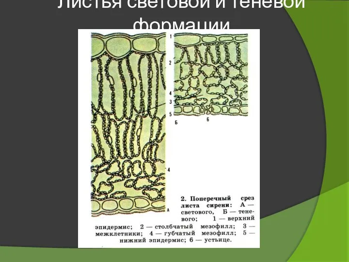 Листья световой и теневой формации