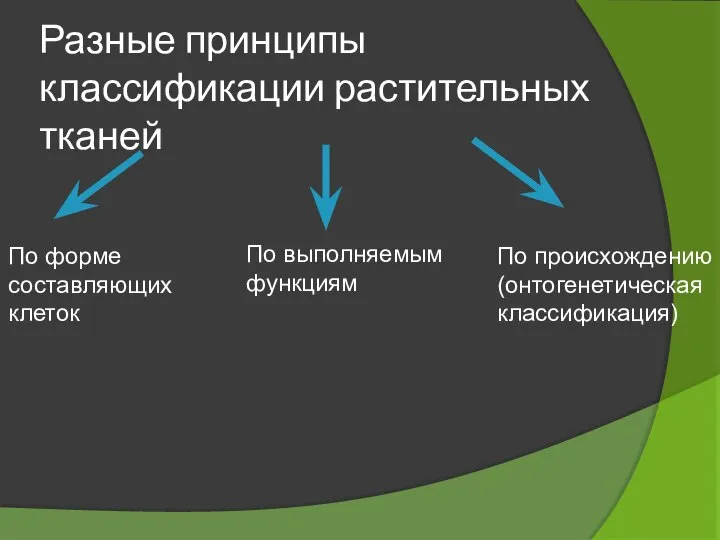 Разные принципы классификации растительных тканей По форме составляющих клеток По выполняемым функциям По происхождению (онтогенетическая классификация)