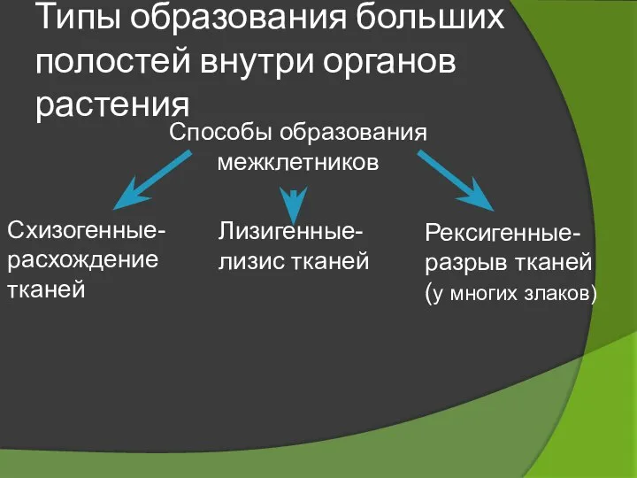 Типы образования больших полостей внутри органов растения Схизогенные-расхождение тканей Лизигенные- лизис тканей