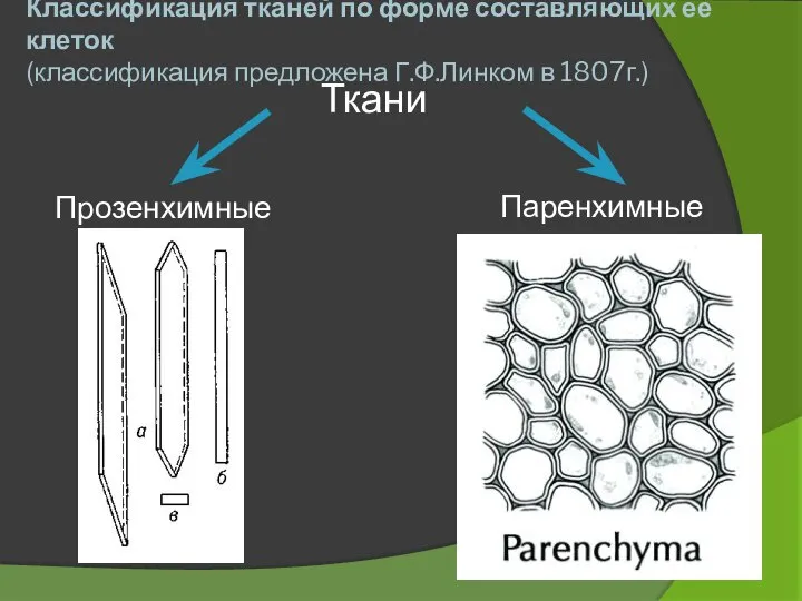 Классификация тканей по форме составляющих ее клеток (классификация предложена Г.Ф.Линком в 1807г.) Ткани Прозенхимные Паренхимные