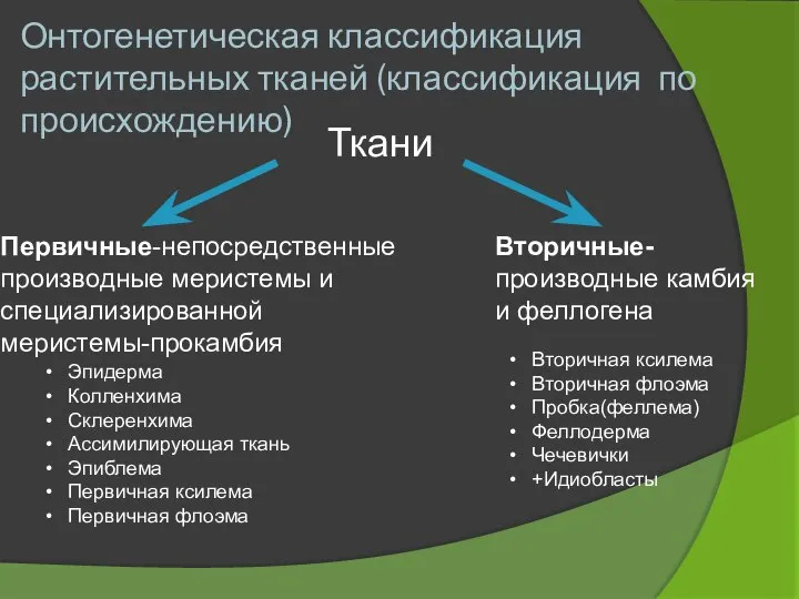 Онтогенетическая классификация растительных тканей (классификация по происхождению) Ткани Первичные-непосредственные производные меристемы и