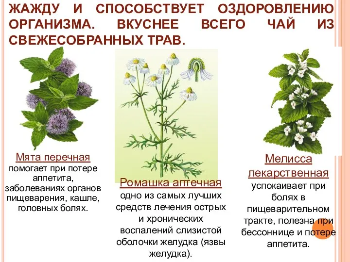 ТРАВЯНОЙ ЧАЙ ПРЕКРАСНО БОДРИТ, УТОЛЯЕТ ЖАЖДУ И СПОСОБСТВУЕТ ОЗДОРОВЛЕНИЮ ОРГАНИЗМА. ВКУСНЕЕ ВСЕГО