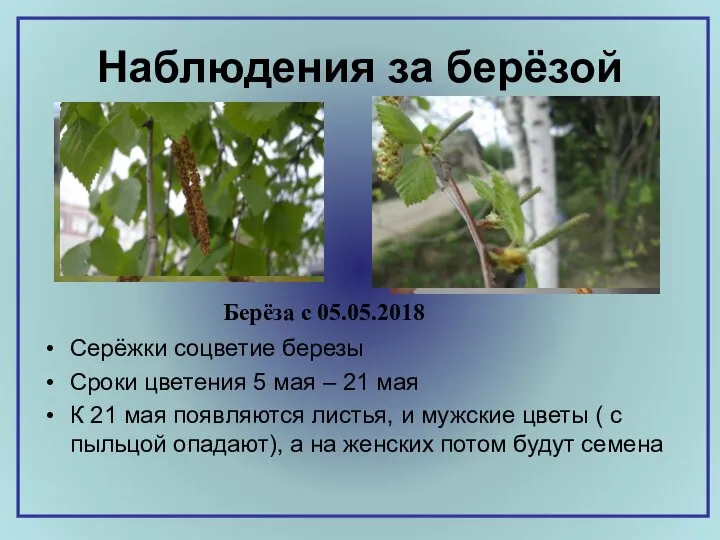 Наблюдения за берёзой Серёжки соцветие березы Сроки цветения 5 мая – 21