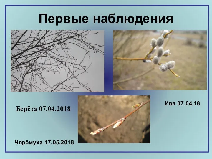 Первые наблюдения Берёза 07.04.2018 Черёмуха 17.05.2018 Ива 07.04.18