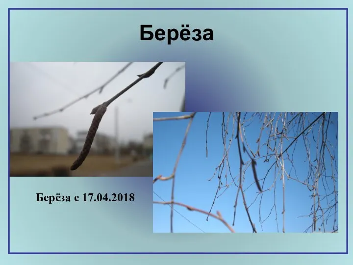 Берёза Берёза с 17.04.2018