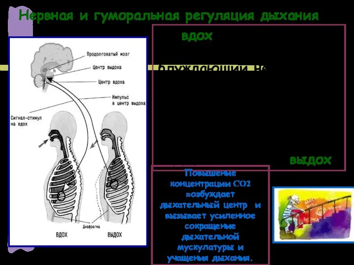 Нервная и гуморальная регуляция дыхания вдох – возбуждение рецепторов альвеол – блуждающий