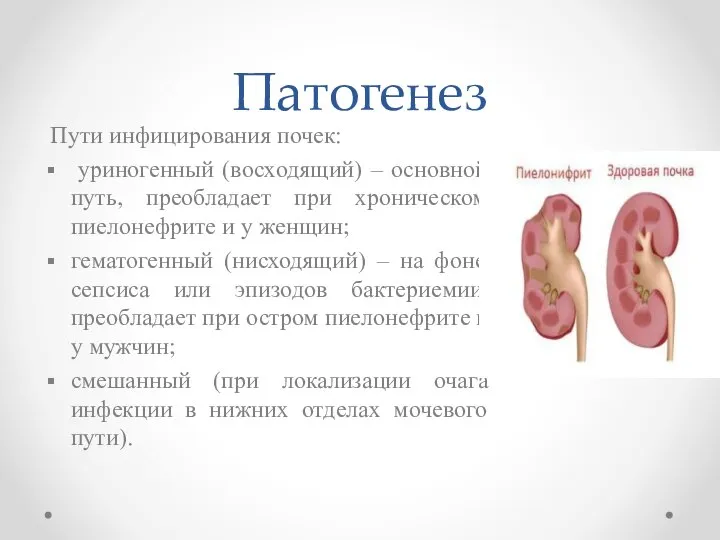 Патогенез Пути инфицирования почек: уриногенный (восходящий) – основной путь, преобладает при хроническом
