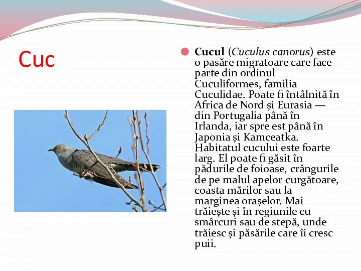 Cuc Cucul (Cuculus canorus) este o pasăre migratoare care face parte din