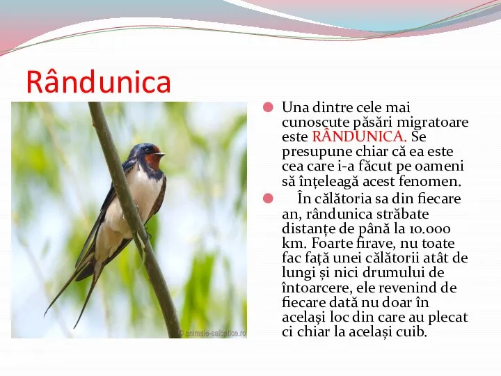 Rândunica Una dintre cele mai cunoscute păsări migratoare este RÂNDUNICA. Se presupune