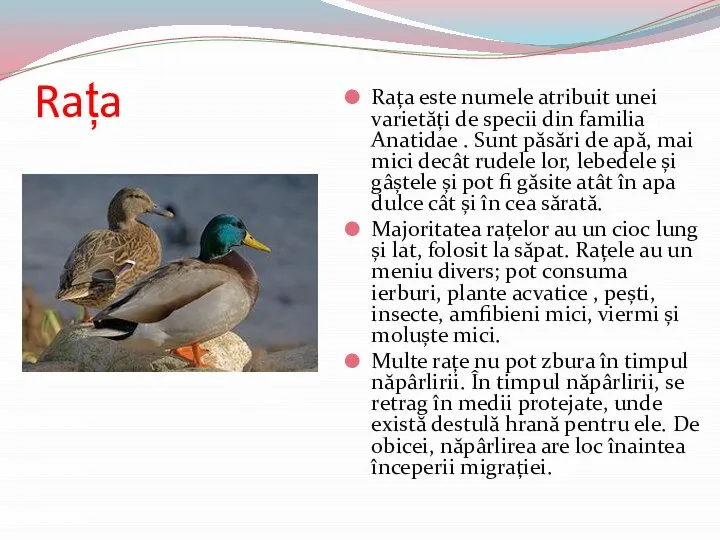 Rața Rața este numele atribuit unei varietăți de specii din familia Anatidae