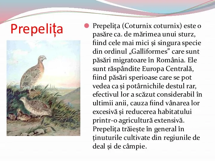 Prepelița Prepelița (Coturnix coturnix) este o pasăre ca. de mărimea unui sturz,