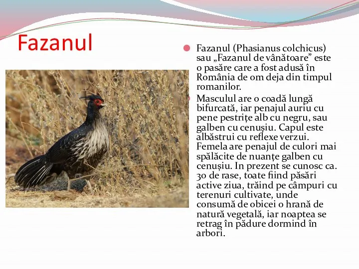 Fazanul Fazanul (Phasianus colchicus) sau „Fazanul de vânătoare” este o pasăre care