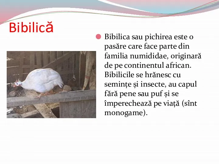 Bibilică Bibilica sau pichirea este o pasăre care face parte din familia