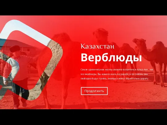 Казахстан Верблюды Самое удивительное что вы сможете встретить в Алма-Ате , так