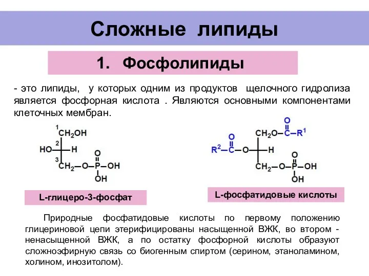 Сложные липиды Фосфолипиды - это липиды, у которых одним из продуктов щелочного