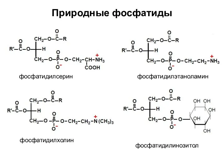 Природные фосфатиды фосфатидилсерин фосфатидилэтаноламин фосфатидилхолин фосфатидилинозитол