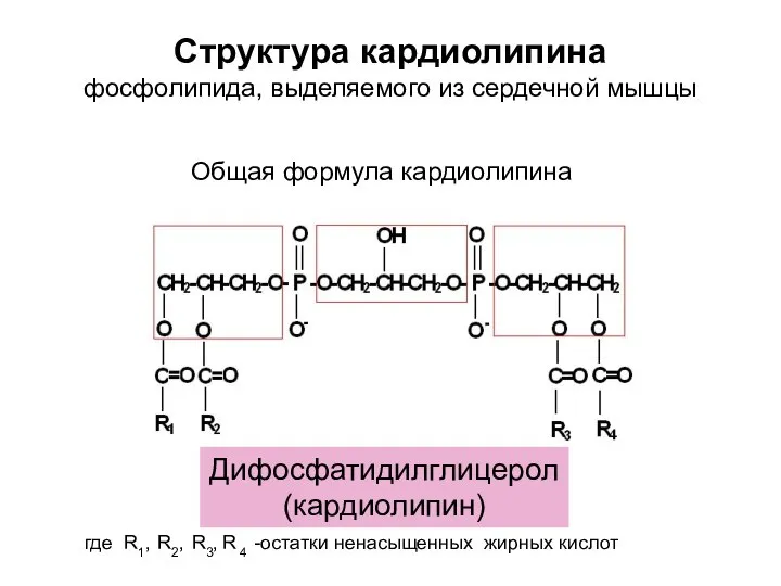 где R1, R2, R3, R 4 -остатки ненасыщенных жирных кислот Структура кардиолипина