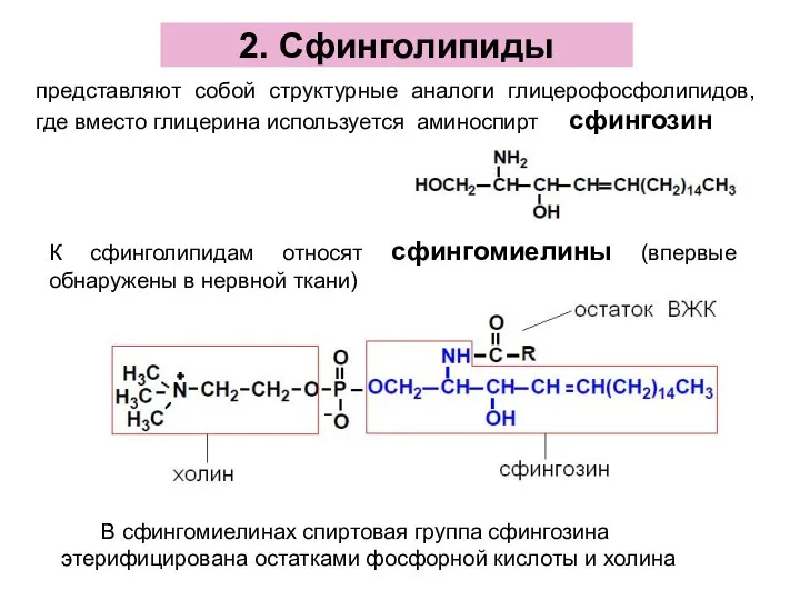 2. Сфинголипиды представляют собой структурные аналоги глицерофосфолипидов, где вместо глицерина используется аминоспирт