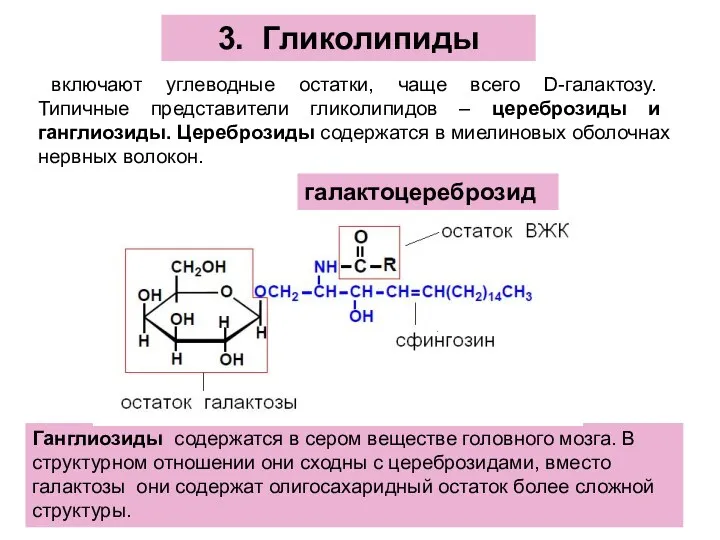 включают углеводные остатки, чаще всего D-галактозу. Типичные представители гликолипидов – цереброзиды и