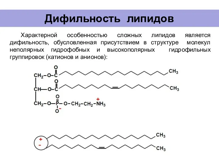 Дифильность липидов Характерной особенностью сложных липидов является дифильность, обусловленная присутствием в структуре