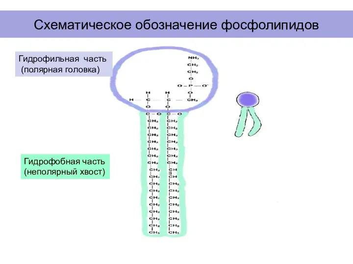 Схематическое обозначение фосфолипидов Гидрофильная часть (полярная головка) Гидрофобная часть (неполярный хвост)