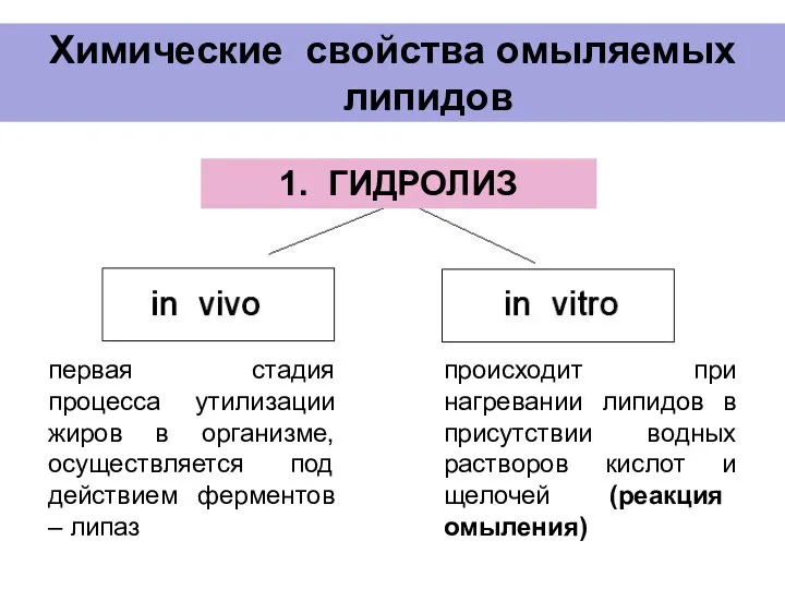 Химические свойства омыляемых липидов первая стадия процесса утилизации жиров в организме, осуществляется