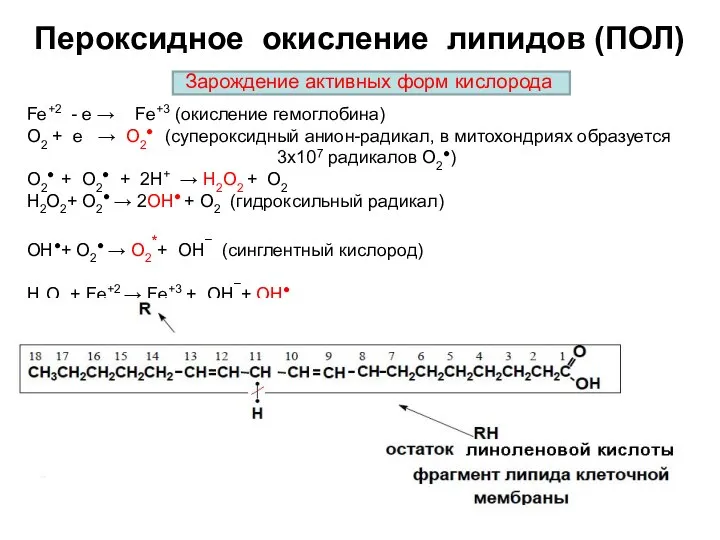 Fe+2 - e → Fe+3 (окисление гемоглобина) О2 + e → О2●