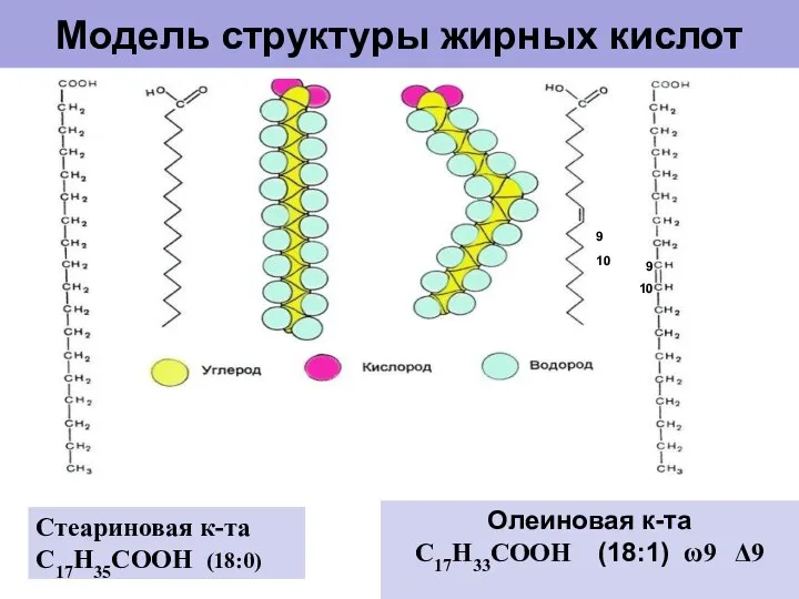 Модель структуры жирных кислот Стеариновая к-та С17Н35СООН (18:0) Олеиновая к-та С17Н33СООН (18:1)