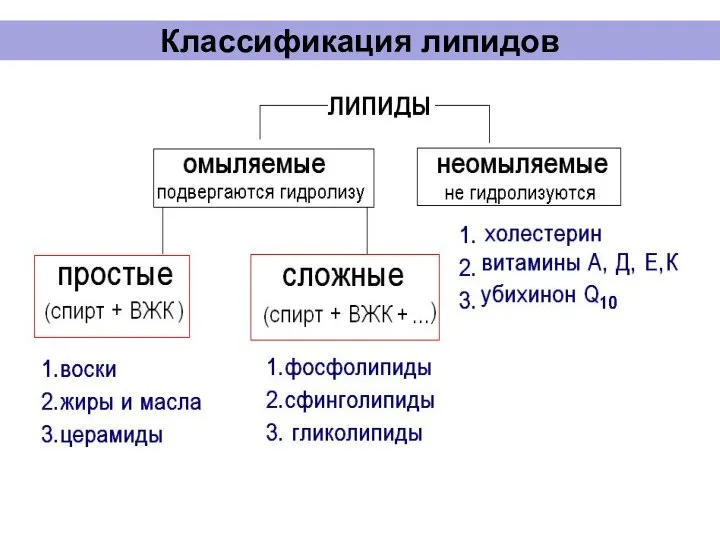 Классификация липидов