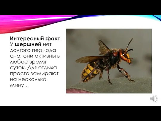 Интересный факт. У шершней нет долгого периода сна, они активны в любое