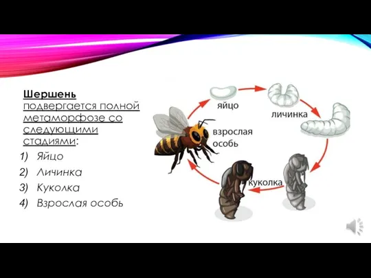 Шершень подвергается полной метаморфозе со следующими стадиями: Яйцо Личинка Куколка Взрослая особь