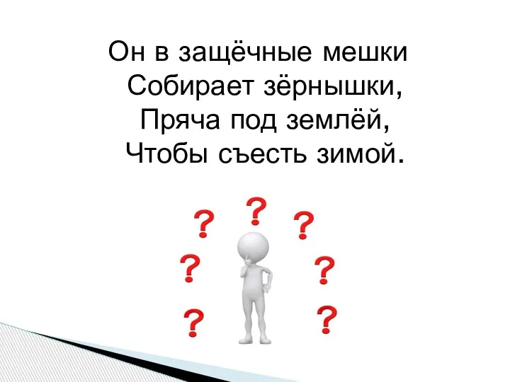 Он в защёчные мешки Собирает зёрнышки, Пряча под землёй, Чтобы съесть зимой.