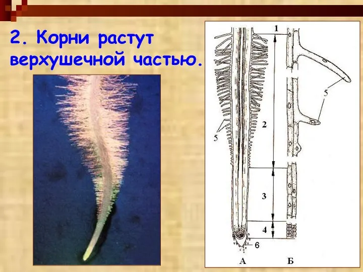 2. Корни растут верхушечной частью.