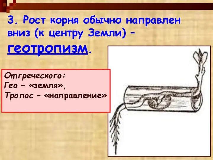 3. Рост корня обычно направлен вниз (к центру Земли) – геотропизм. От